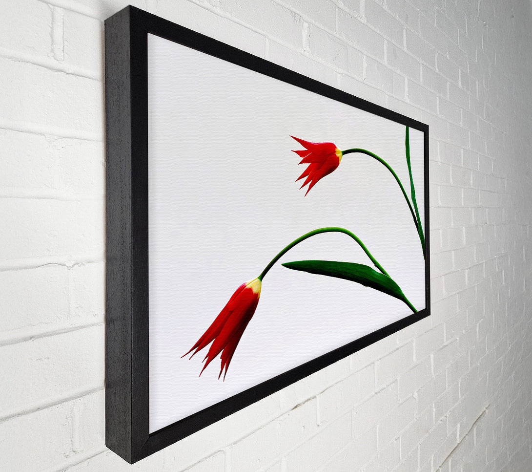  A Canvas Print of Twin Fire Tulips Canvas Art