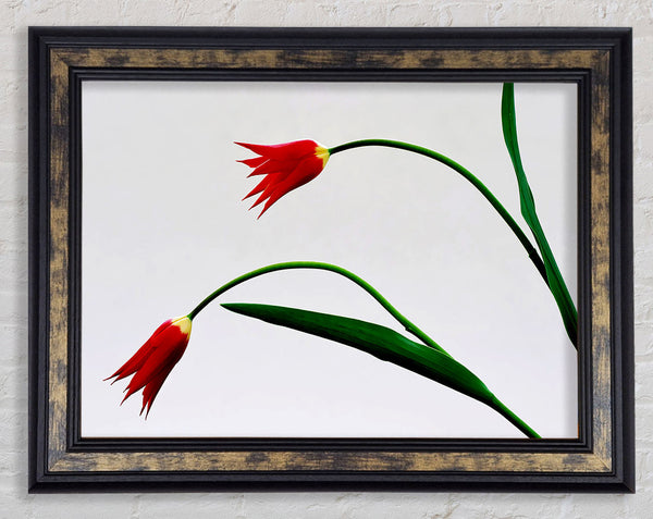 Twin Fire Tulips Framed Print