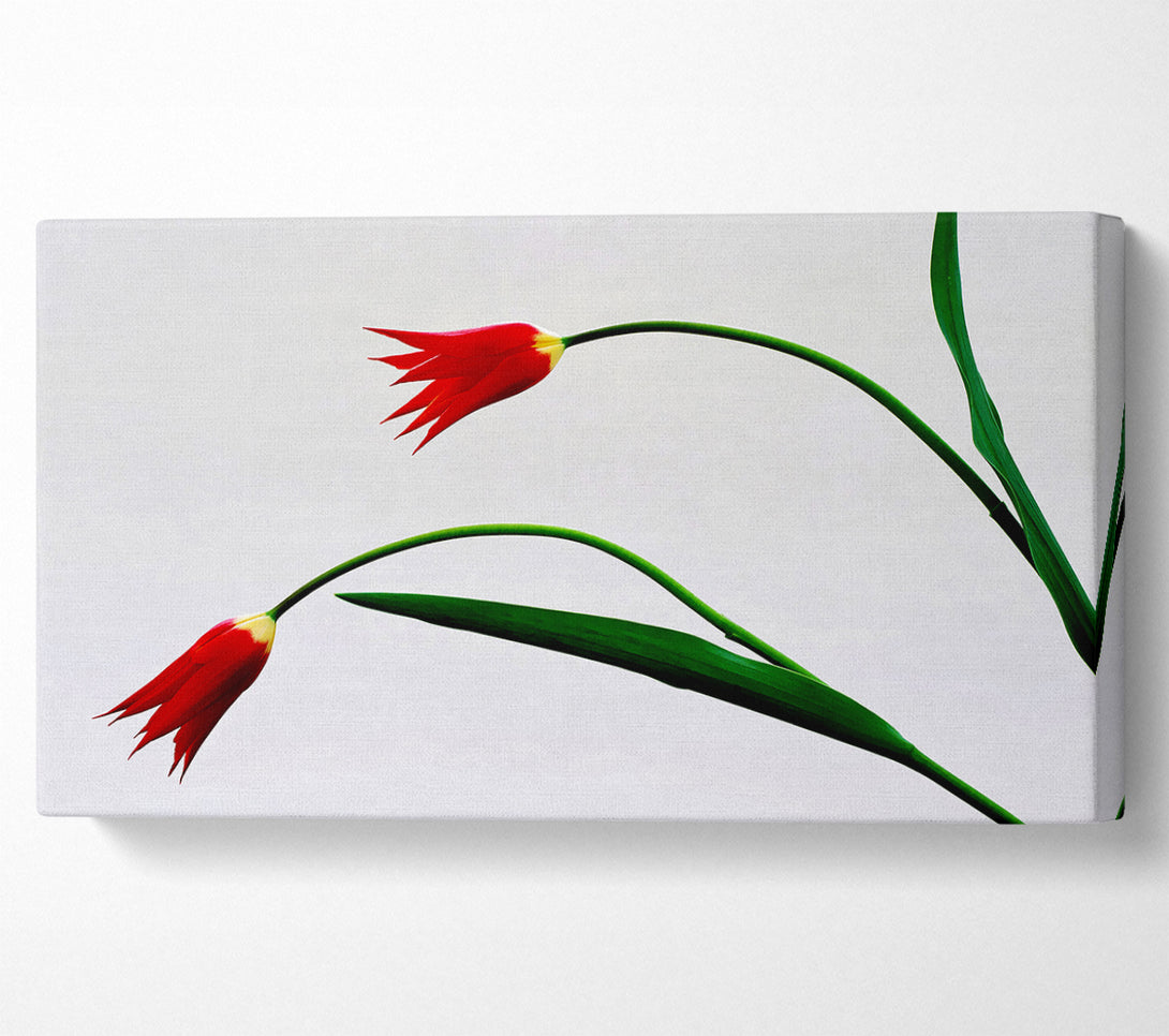  A Canvas Print of Twin Fire Tulips Canvas Art