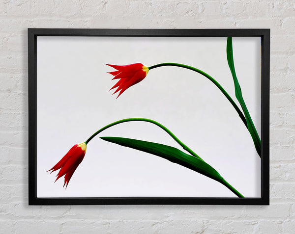 Twin Fire Tulips Framed Print