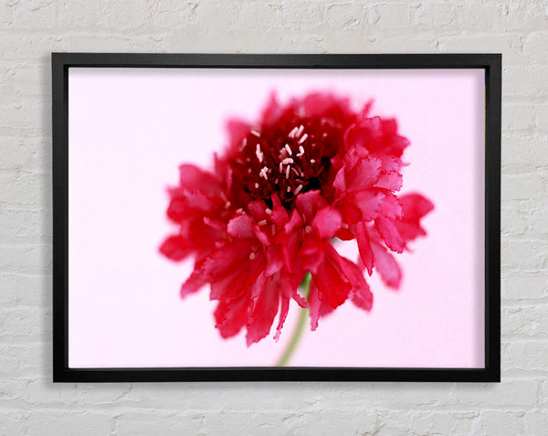 Pink On Pink Pom Pom Framed Print