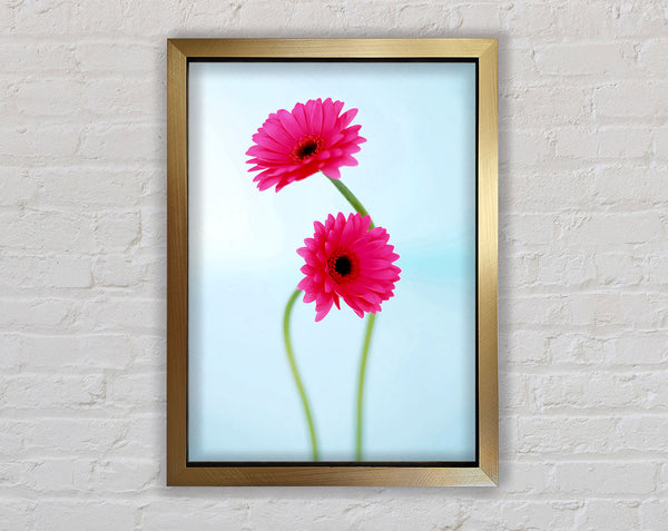 Cerise Daisy Duo On Blue Framed Print