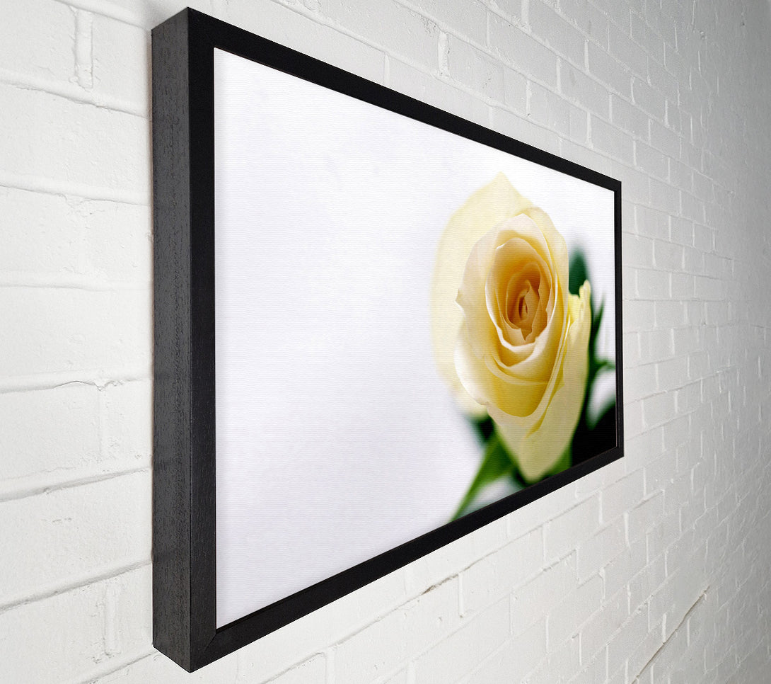  A Canvas Print of Single Cream Rose Canvas Wall Art
