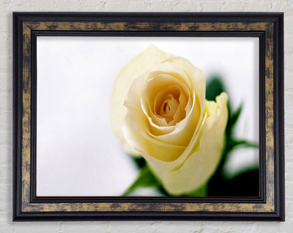 Single Cream Rose Framed Print