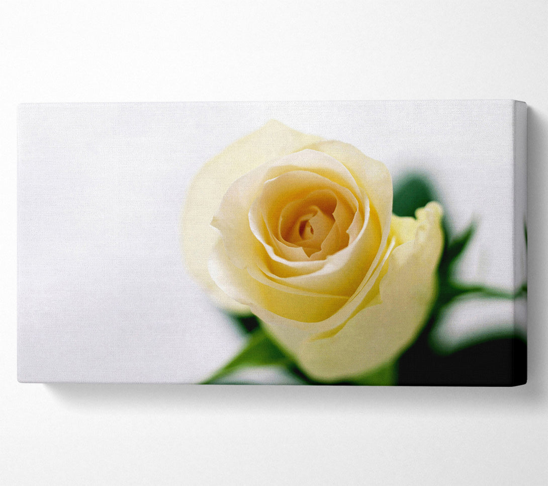  A Canvas Print of Single Cream Rose Canvas Wall Art