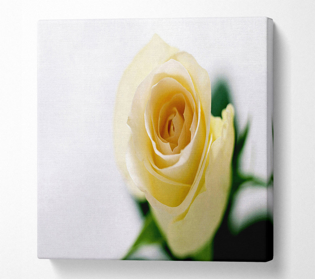  A Canvas Print of Single Cream Rose Canvas Wall Art