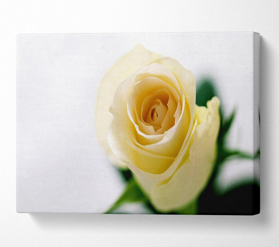  A Canvas Print of Single Cream Rose Canvas Wall Art