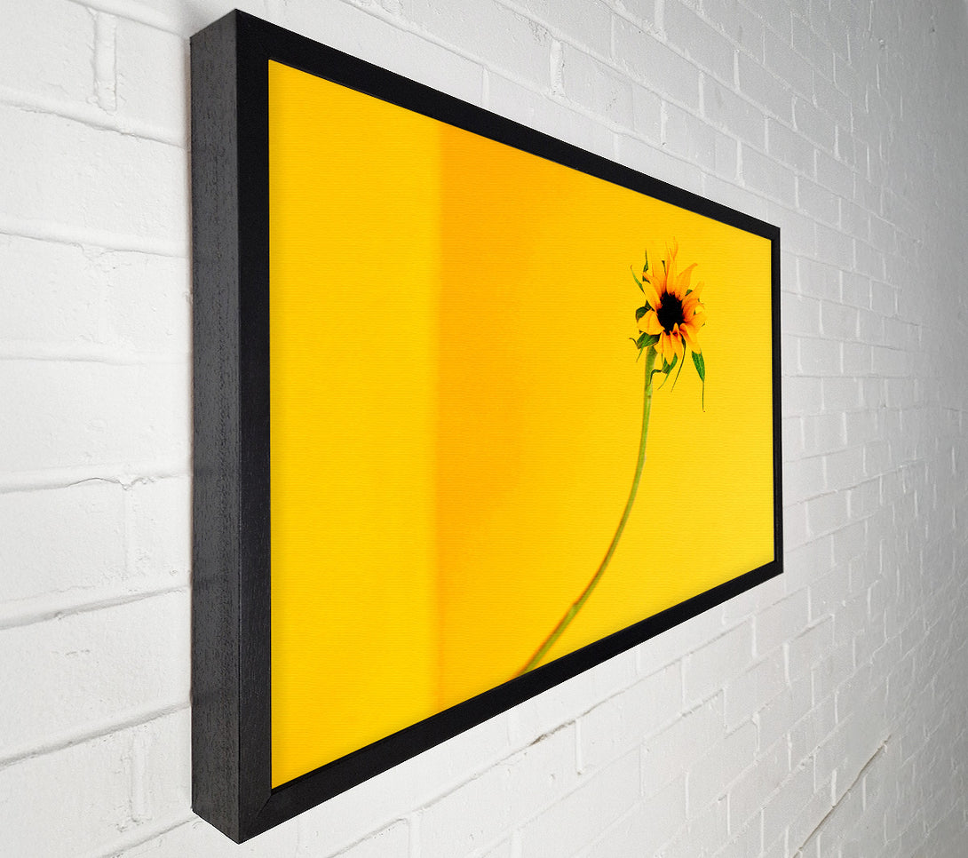  A Canvas Print of Mustard Sunflower Canvas Art