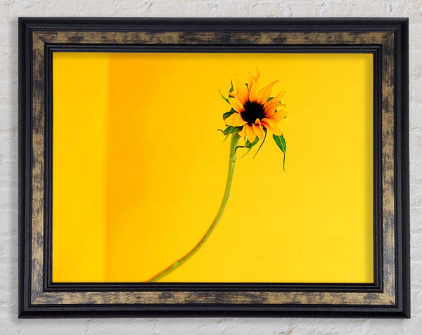 Mustard Sunflower Framed Print