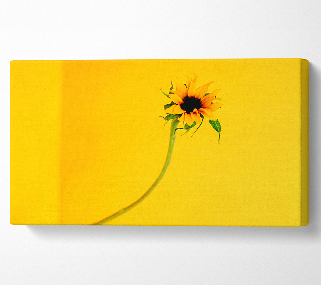  A Canvas Print of Mustard Sunflower Canvas Art