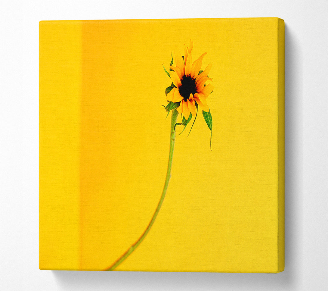  A Canvas Print of Mustard Sunflower Canvas Art