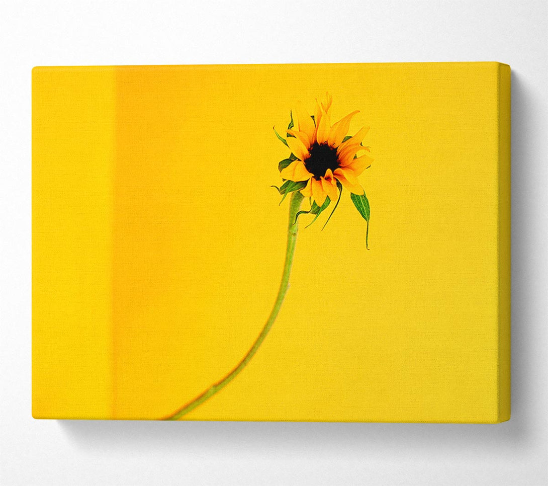  A Canvas Print of Mustard Sunflower Canvas Art