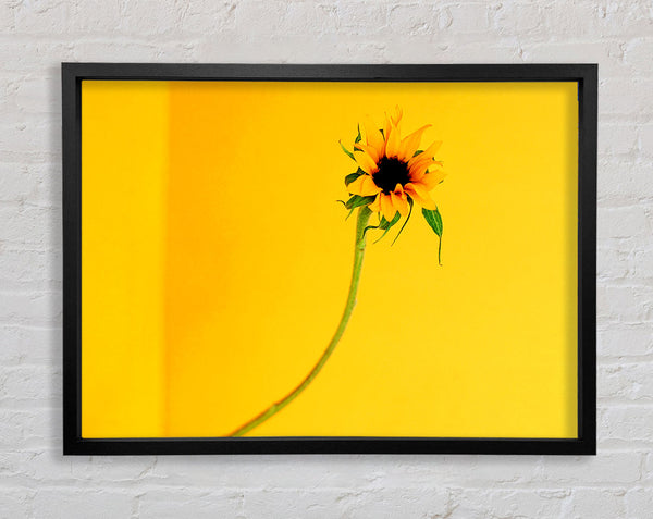 Mustard Sunflower Framed Print