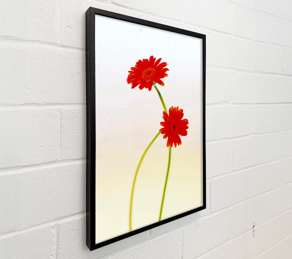 Twin Red Daisies