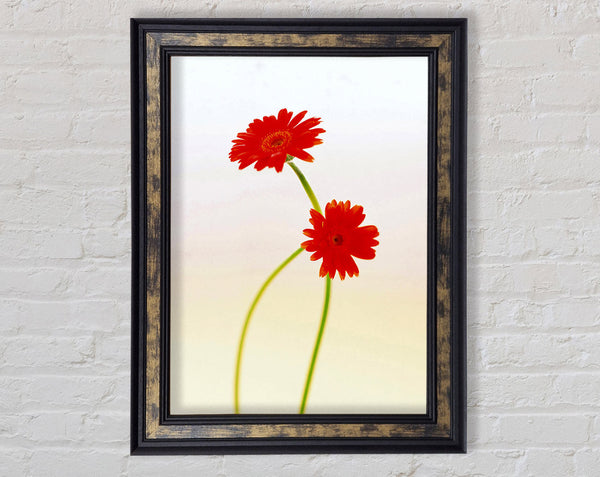 Twin Red Daisies Framed Print