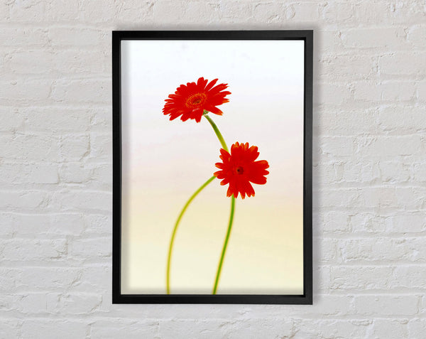 Twin Red Daisies Framed Print