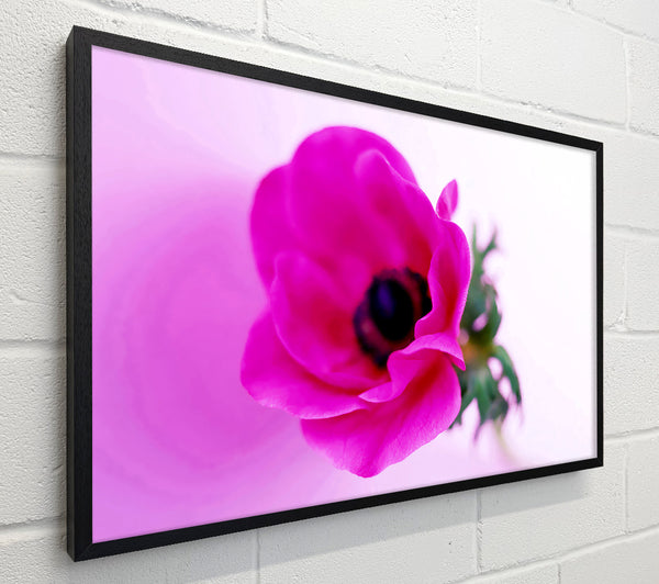Pink Poppy Centre