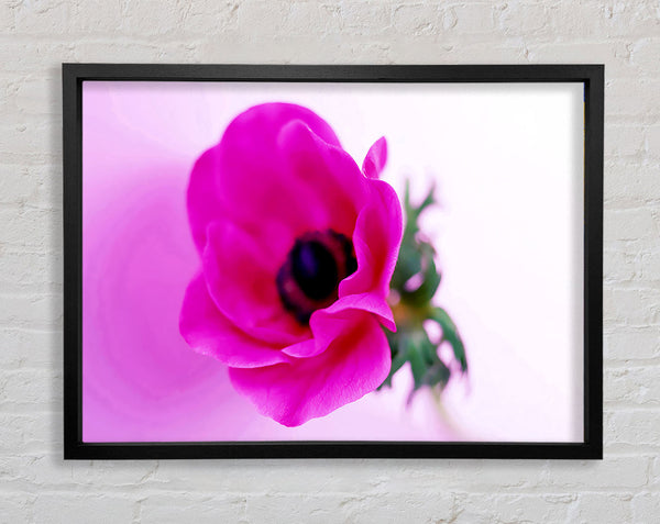 Pink Poppy Centre Framed Print