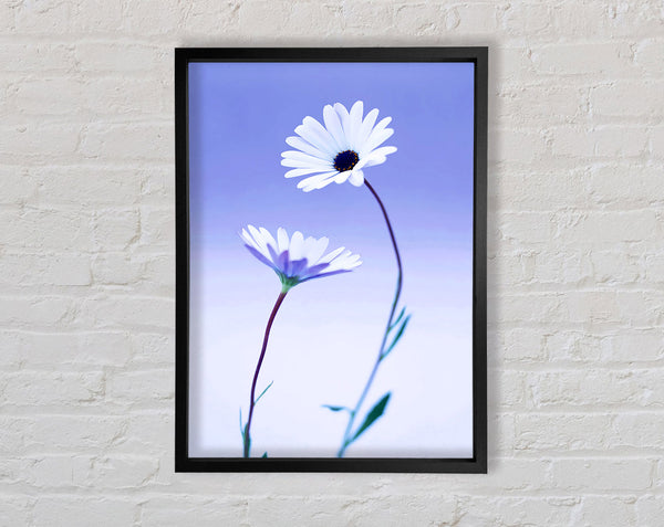 White Daisy Duo On Lilac Framed Print