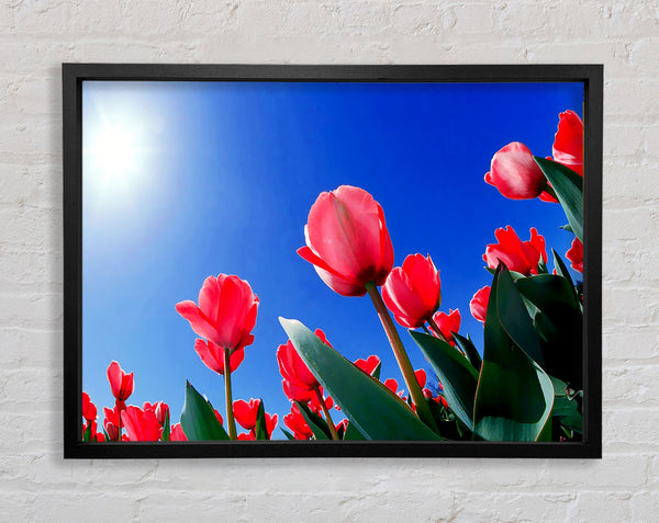 Pink Tulips In The Blazing Sun Framed Print