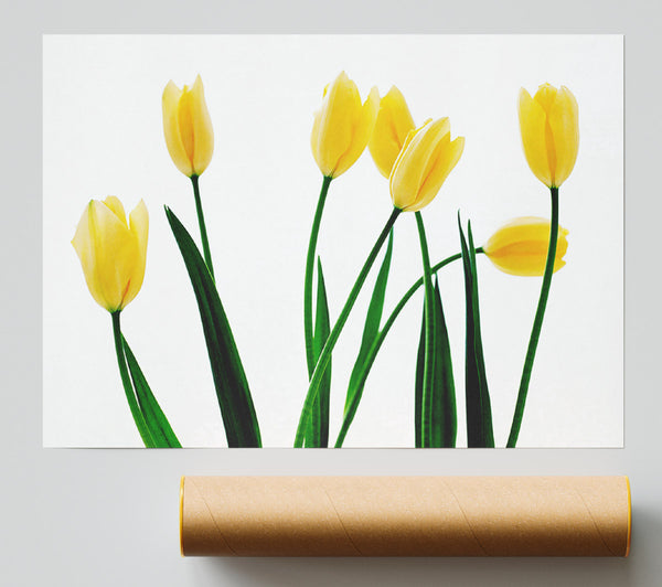 Yellow Tulip March Poster