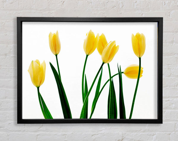 Yellow Tulip March Framed Print