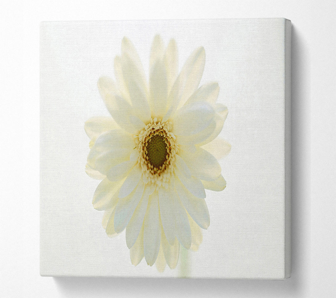  A Canvas Print of White On White Daisy Face Canvas Wall Art