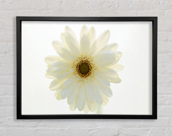 White On White Daisy Face Framed Print