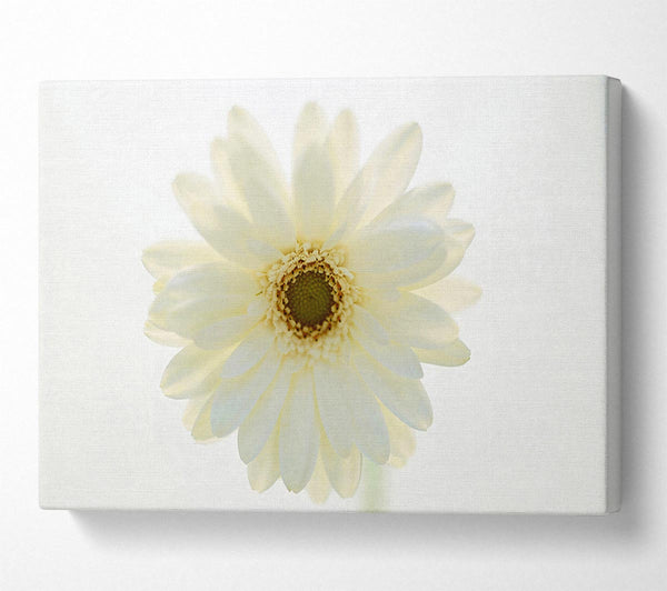  A Canvas Print of White On White Daisy Face Canvas Wall Art