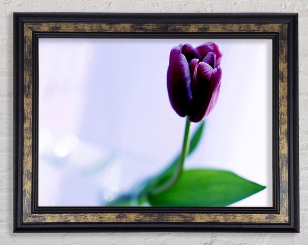Single Purple Tulip Framed Print