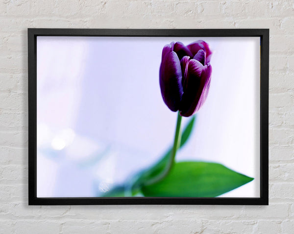 Single Purple Tulip Framed Print