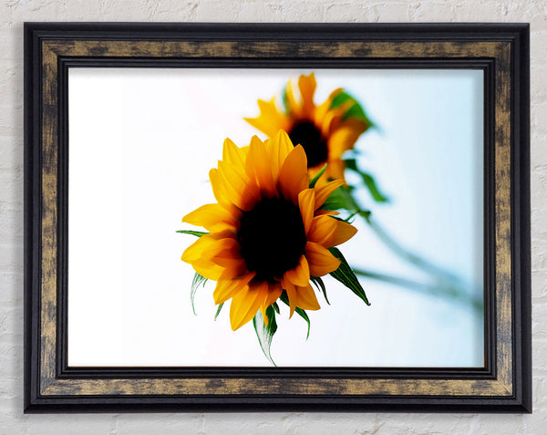 Yellow Sunflower Duo Framed Print