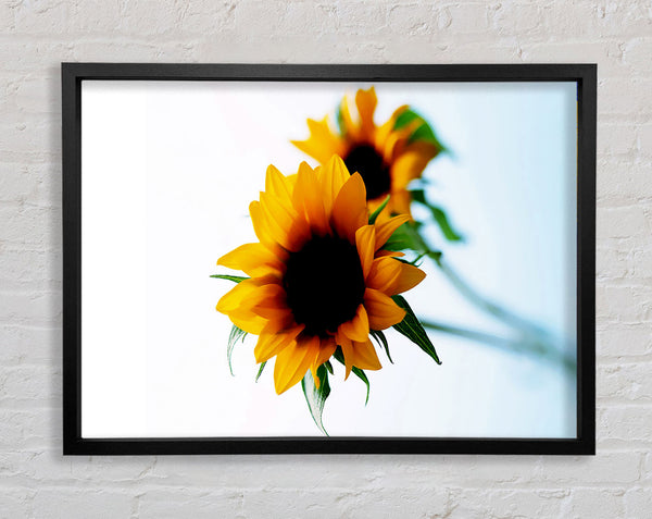 Yellow Sunflower Duo Framed Print