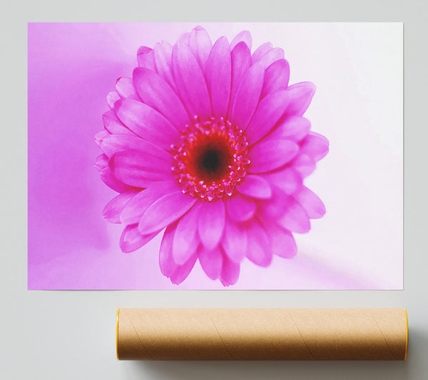 Pink On Pink Petals Poster
