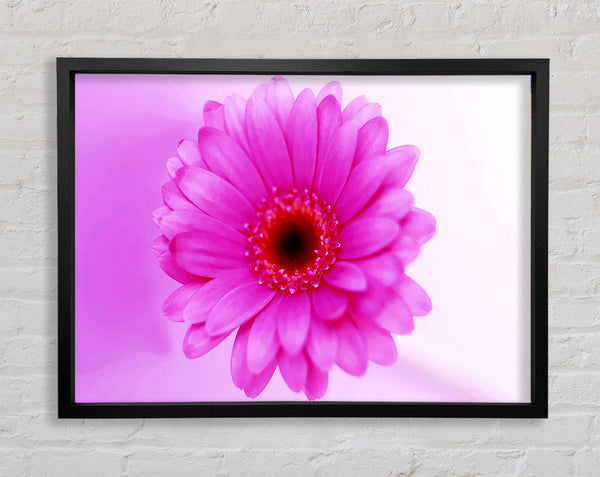 Pink On Pink Petals Framed Print