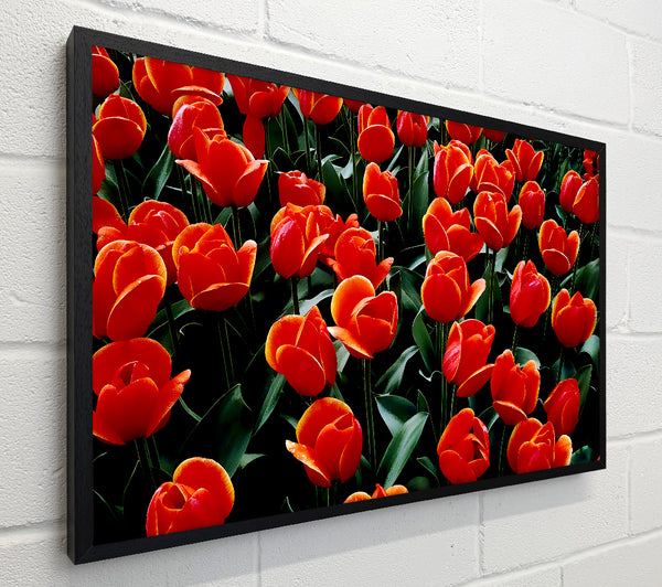 A Garden Of Red Tulips