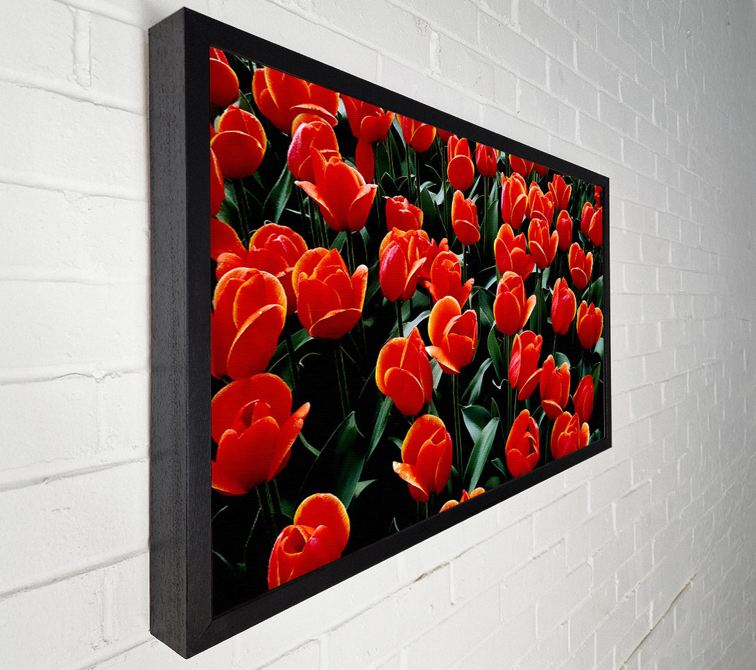  A Canvas Print of A Garden Of Red Tulips Canvas Art