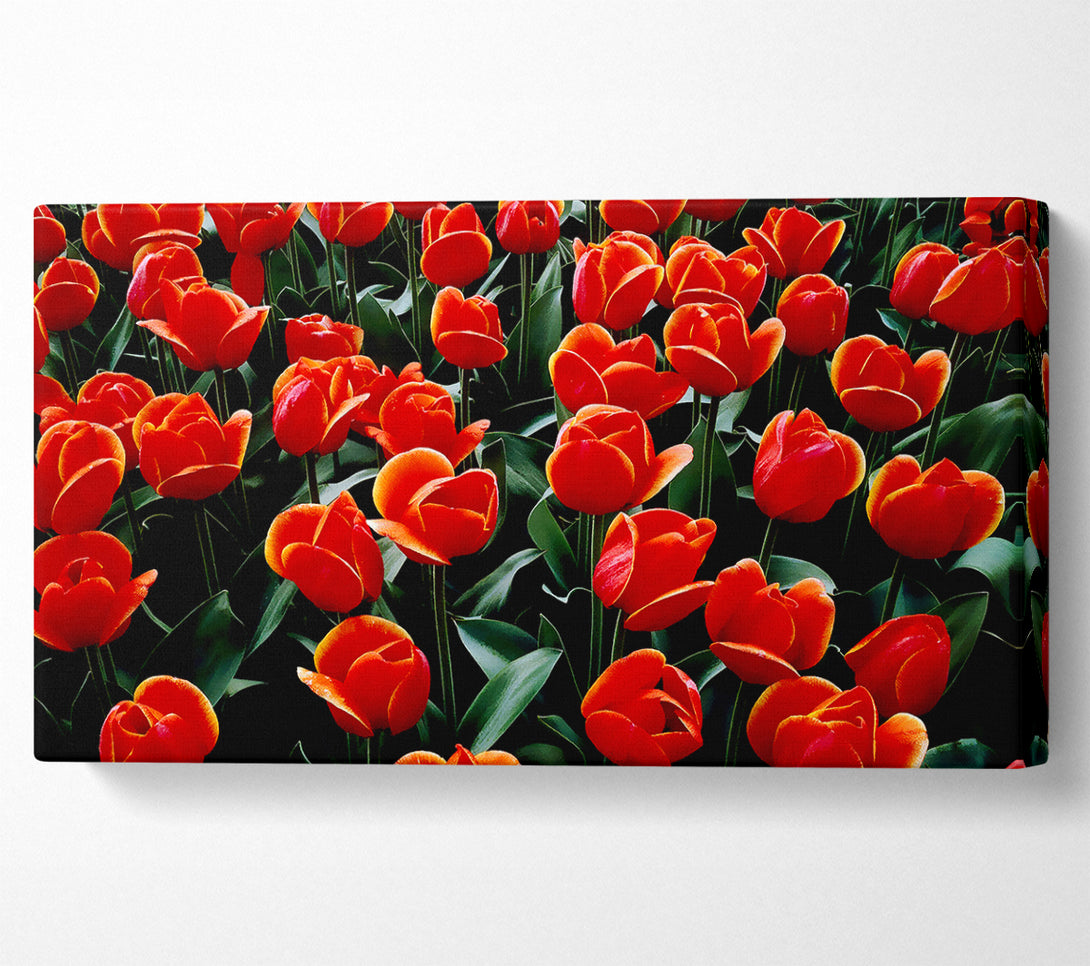  A Canvas Print of A Garden Of Red Tulips Canvas Art