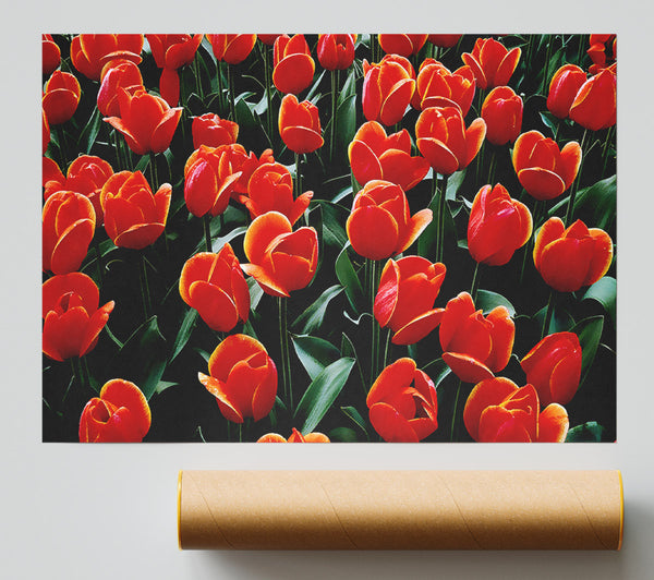 A Garden Of Red Tulips Print