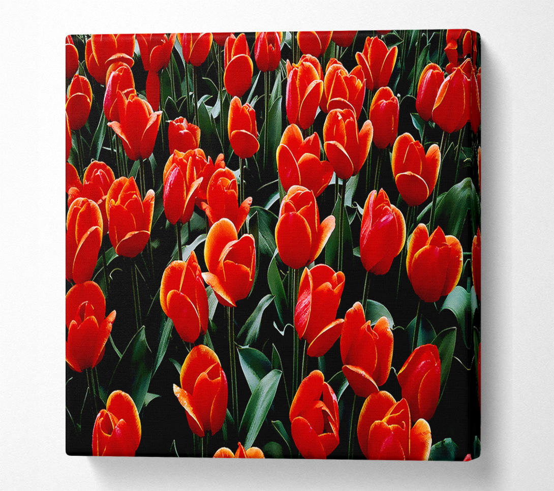  A Canvas Print of A Garden Of Red Tulips Canvas Art