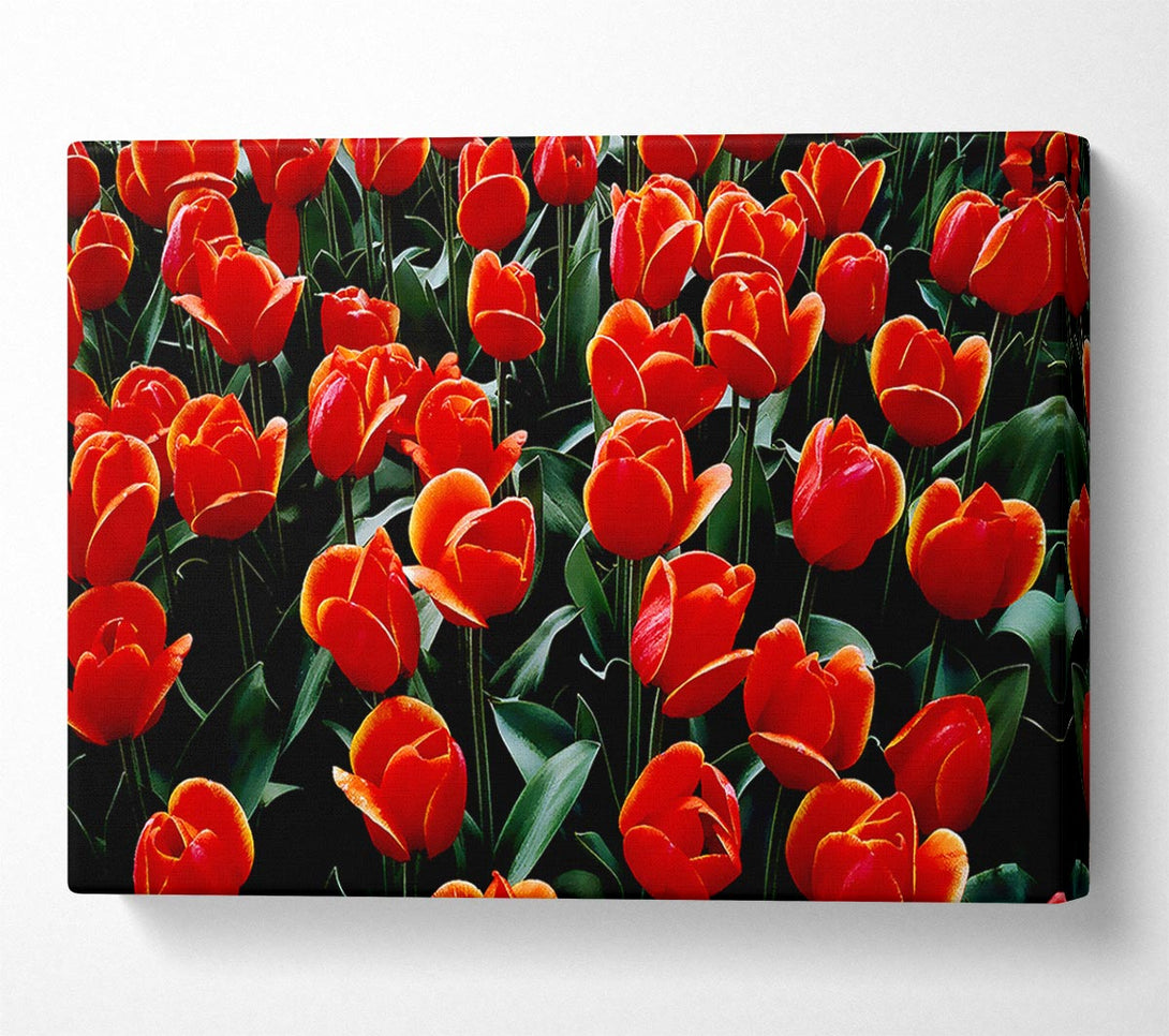  A Canvas Print of A Garden Of Red Tulips Canvas Art