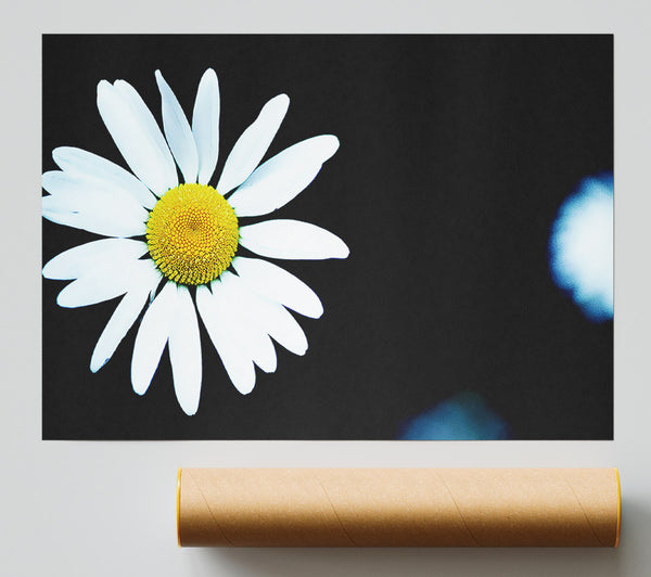 Single White Daisy Giclee Print