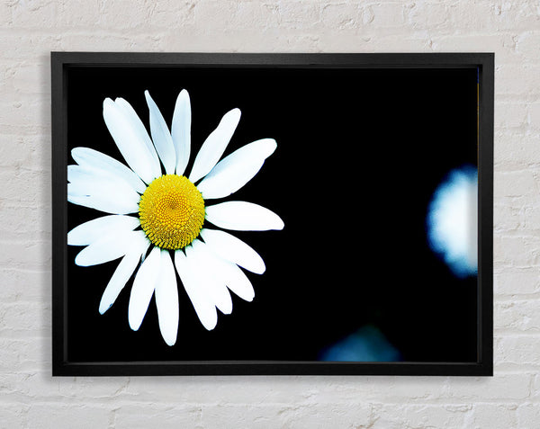 Single White Daisy Framed Print