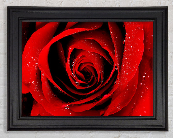 Close-Up Of A Red Rose Dew Drop Framed Print