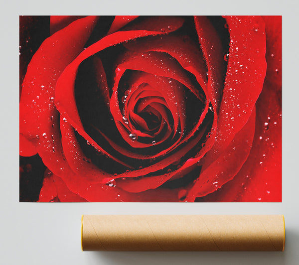 Close-Up Of A Red Rose Dew Drop Print