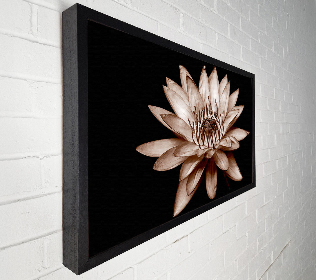  A Canvas Print of Cocoa Beauty Canvas Art