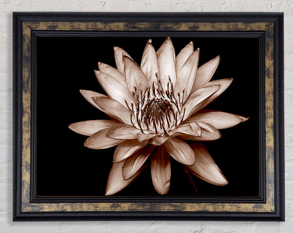 Cocoa Beauty Framed Print