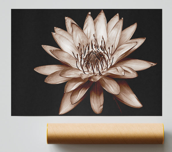 Cocoa Beauty Print