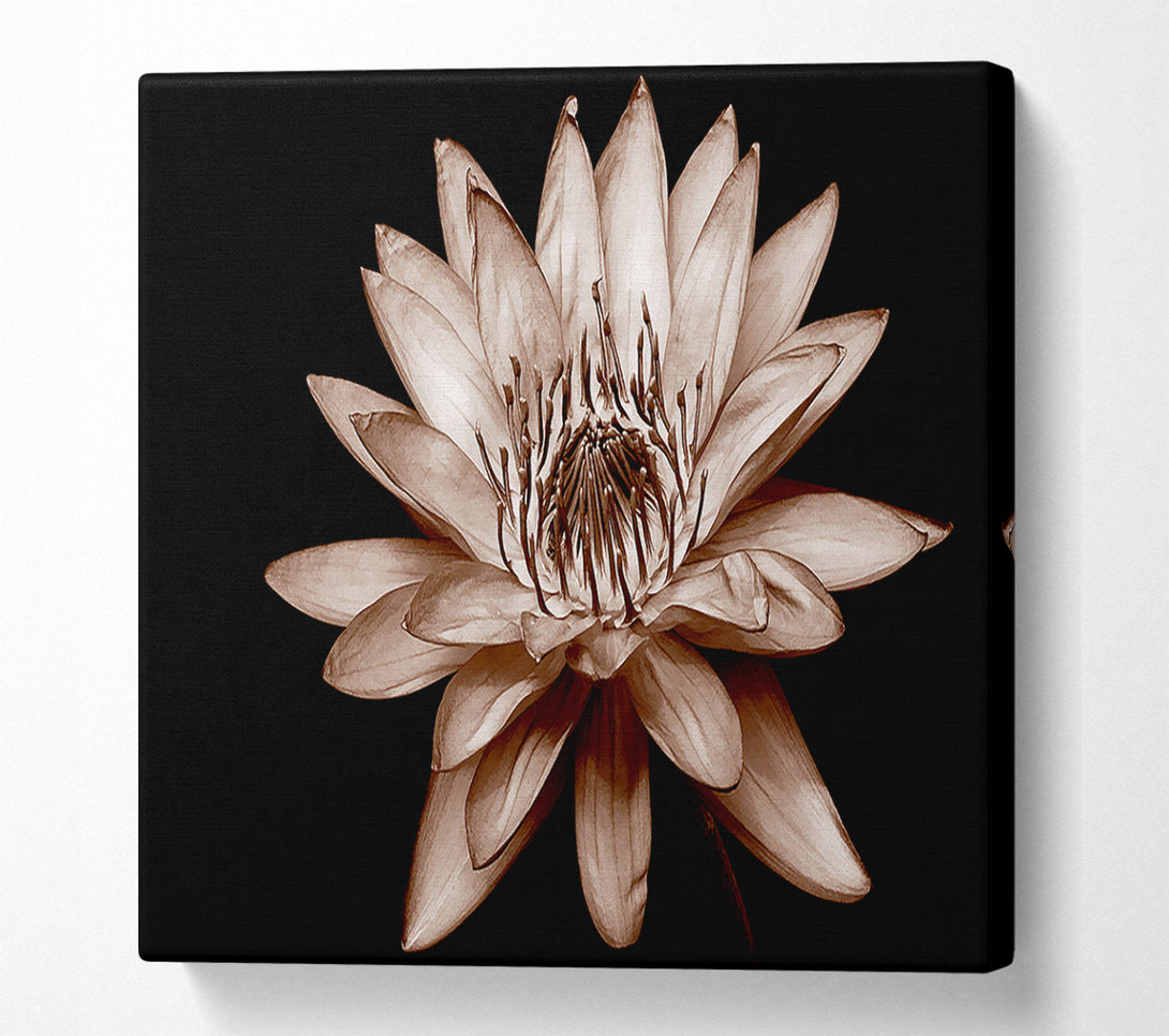  A Canvas Print of Cocoa Beauty Canvas Art