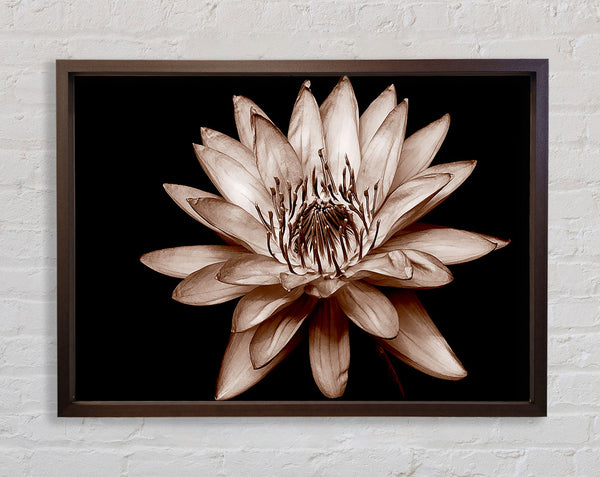Cocoa Beauty Framed Print